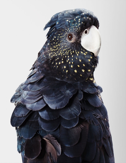 13-Rosie-Red-Tailed-Black-Cockatoo-406x524